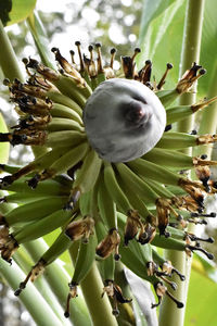 Close-up of flower buds on tree branch