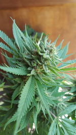 Close-up of pine tree