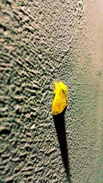 Close-up of yellow flower