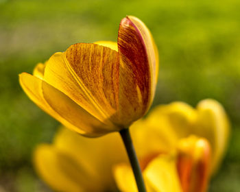 Close-up of yellow flowering plant