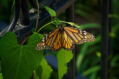 Butterfly on leaf