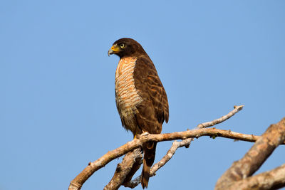 Low angle view of eagle perching on tree against sky