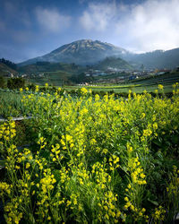 Scenic view of yellow flowering plants on field against sky