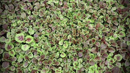 Full frame shot of plants growing on field