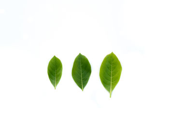 Close-up of green leaves against white background