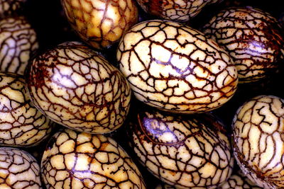 Full frame shot of polished palm tree seeds