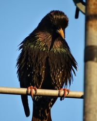 Low angle view of bird perching on wooden post against clear sky