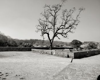 Bare tree on field against clear sky