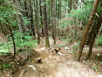 Trees growing in forest