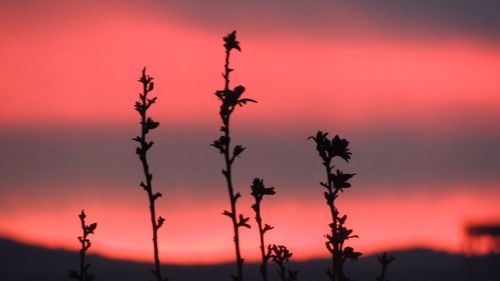 Silhouette plants against dramatic sky during sunset