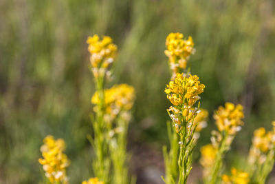 Close-up of yellow flowering plants on field