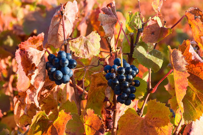 Close-up of grapes growing on plant