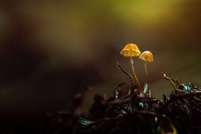 Close-up of mushroom growing on field