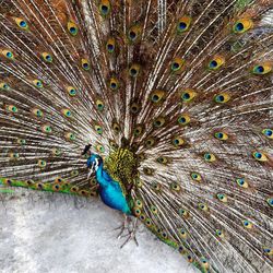 Close-up of peacock