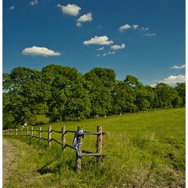 grass, tree, sky, field, bench, tranquility, green color, landscape, full length, grassy, tranquil scene, nature, men, lifestyles, leisure activity, scenics, growth, rear view, beauty in nature