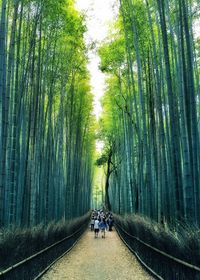 People on bamboo amidst trees in forest