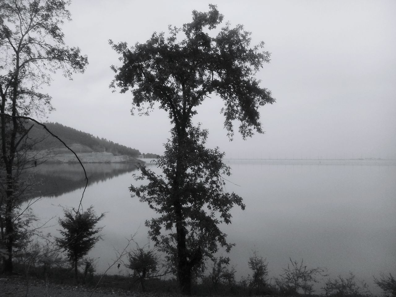 tranquil scene, tranquility, water, tree, lake, scenics, beauty in nature, nature, fog, reflection, silhouette, sky, idyllic, branch, non-urban scene, growth, foggy, calm, river