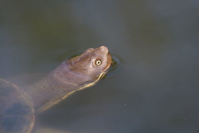 Close-up of turtle swimming in sea
