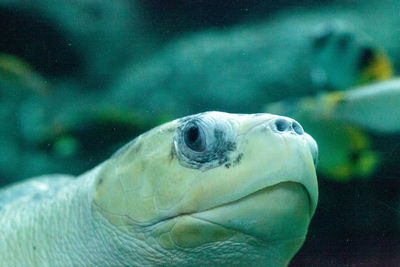 Close-up of turtle swimming in tank at aquarium