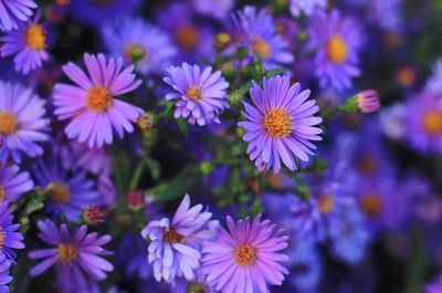 Close-up of purple flowers blooming outdoors