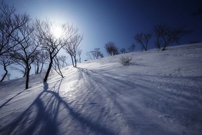 Bare trees on snow covered landscape