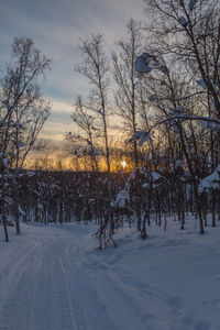 Snow covered trees against sky during sunset