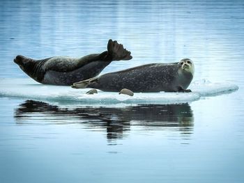 Seals laying on ice in jokulsarlon lagoon