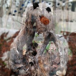 Close-up of dead plant