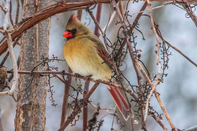 Close-up of a female northern cardinal perching on tree