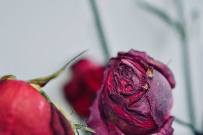 Close-up of red roses