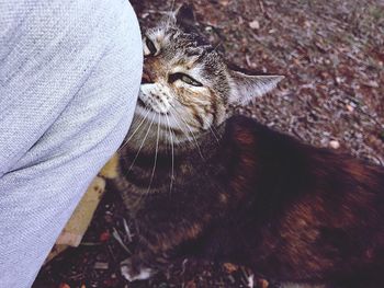 Cropped leg of person by cat on field