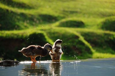 Swan swimming on lake