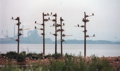 Birds flying over sea against sky