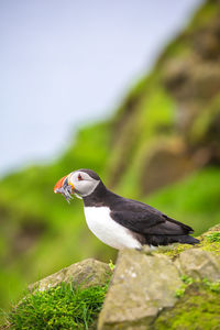 Close up view of the beautiful puffins, fratercula,mykines island, faroe islands. high quality photo