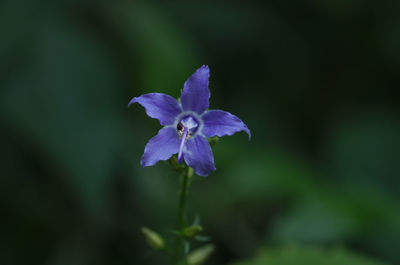 Close-up of purple flowers