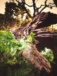 Close-up of tree trunk