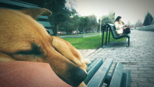 Close-up of man with dog