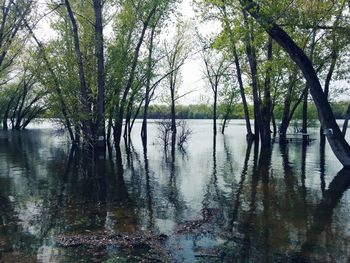 Reflection of trees in lake