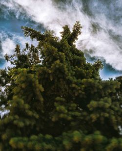 Low angle view of trees in forest against sky