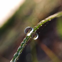 Close-up of water drop on leaf