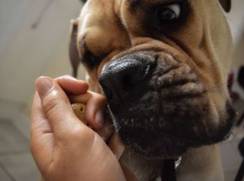 Close-up of hand holding puppy