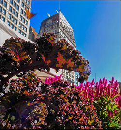 Low angle view of pink flowering tree against blue sky