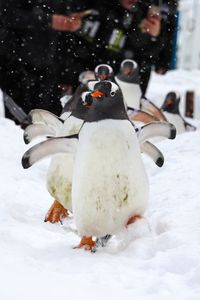 High angle view of penguins on snow