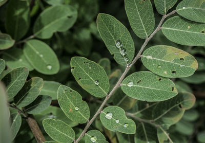 Close-up of wet plant leaves