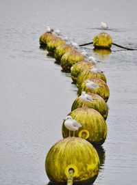 Reflection of trees in water