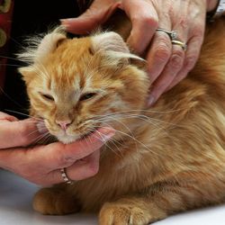 Cropped image of cat at medical exam