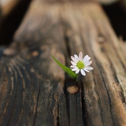 Close-up of white flowering plant