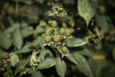 Close-up of plant