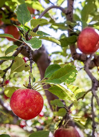 Close-up of apple on tree