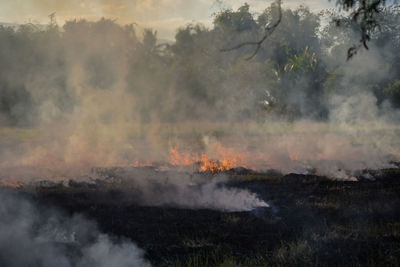 The agricultural waste burning cause of smog and pollution